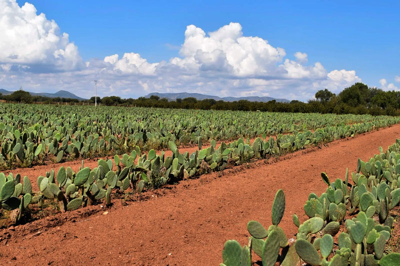 Maison Maes, haute maroquinerie vegan à faible impact, fabriquée en France à part de cuir végétal issu du cactus Nopal
